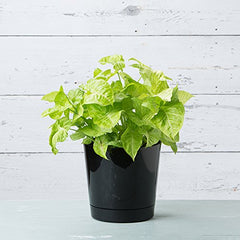 Root & Vessel pot with plant in use demonstrating deep root space and healthy growth
