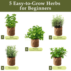ROOTCRAFT basil seedling close-up showing healthy sprout for quick harvest benefit