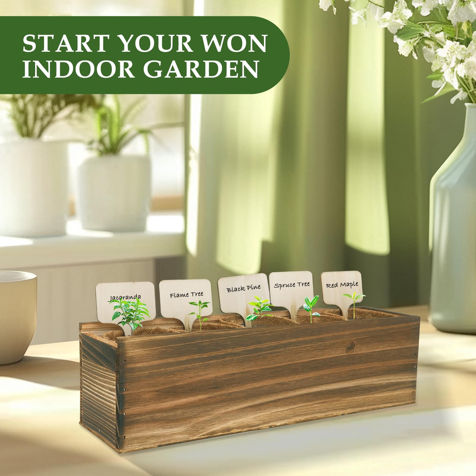 ROOTCRAFT bonsai kit on a sunny windowsill showing decorative and educational appeal