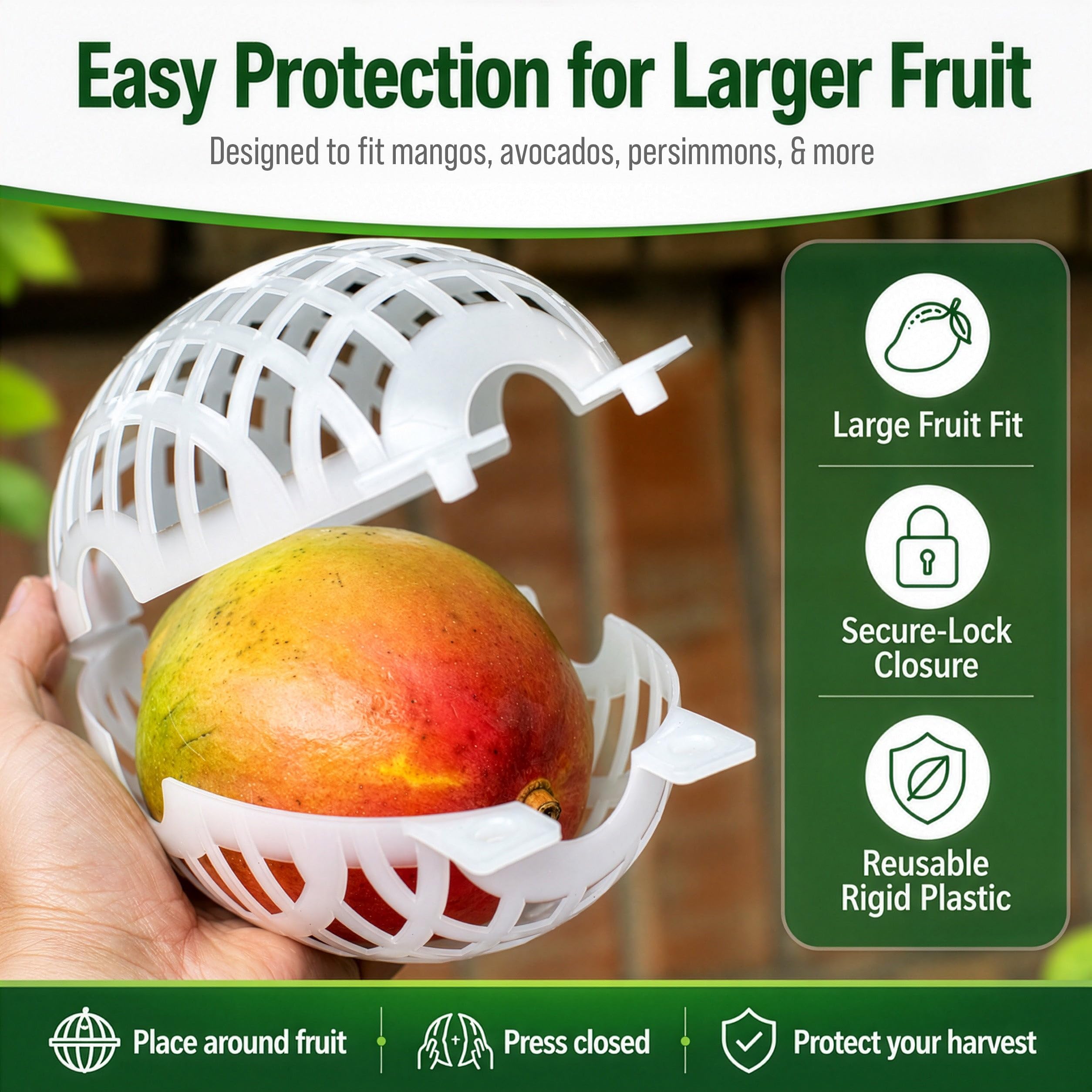 Rooted Promise mango inside cage demonstrating protection from squirrels benefit