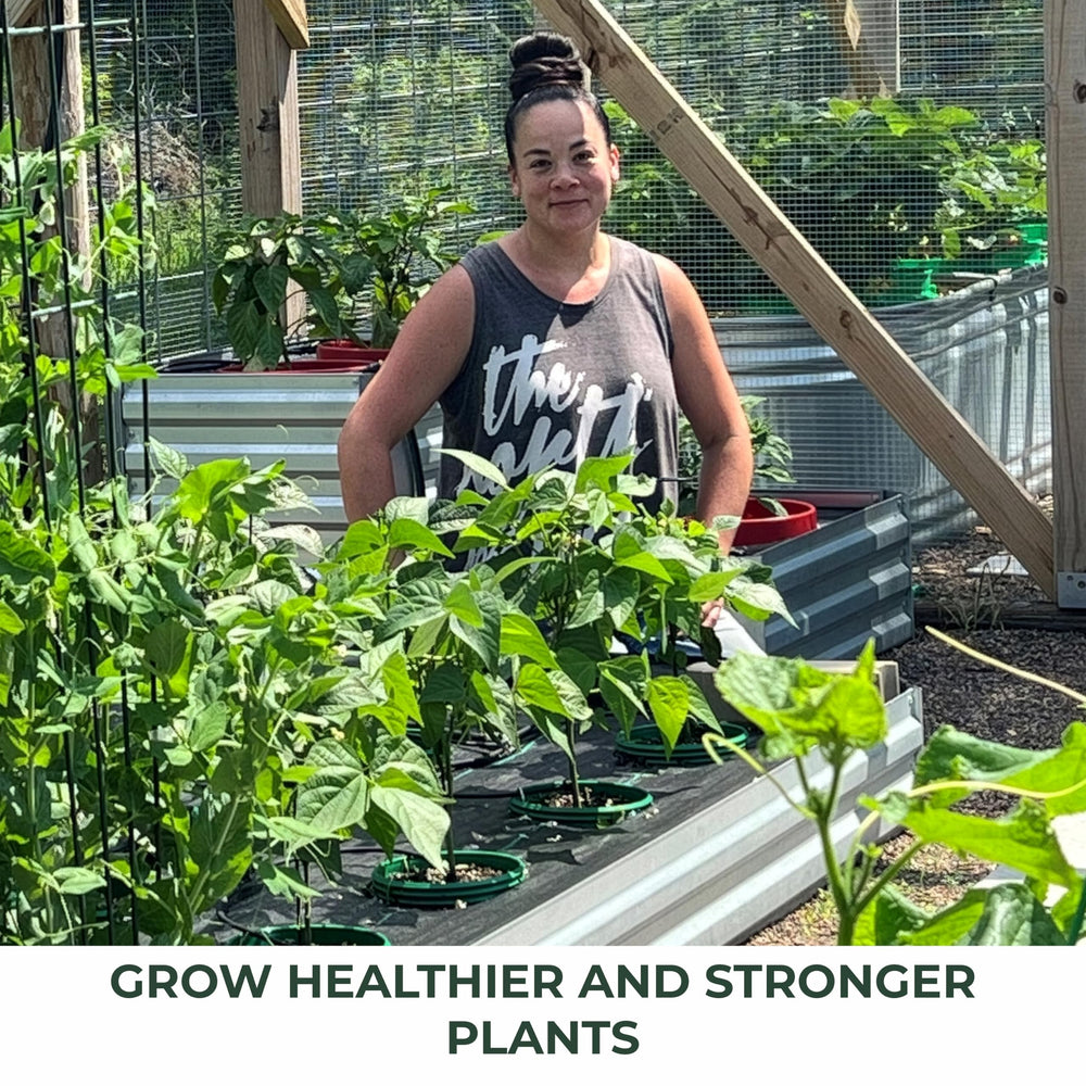 Rooted Promise rings installed in a vegetable bed delivering concentrated moisture to seedlings