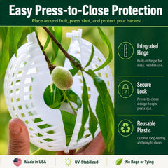 Rooted Promise cage installed on peach protecting fruit from squirrels