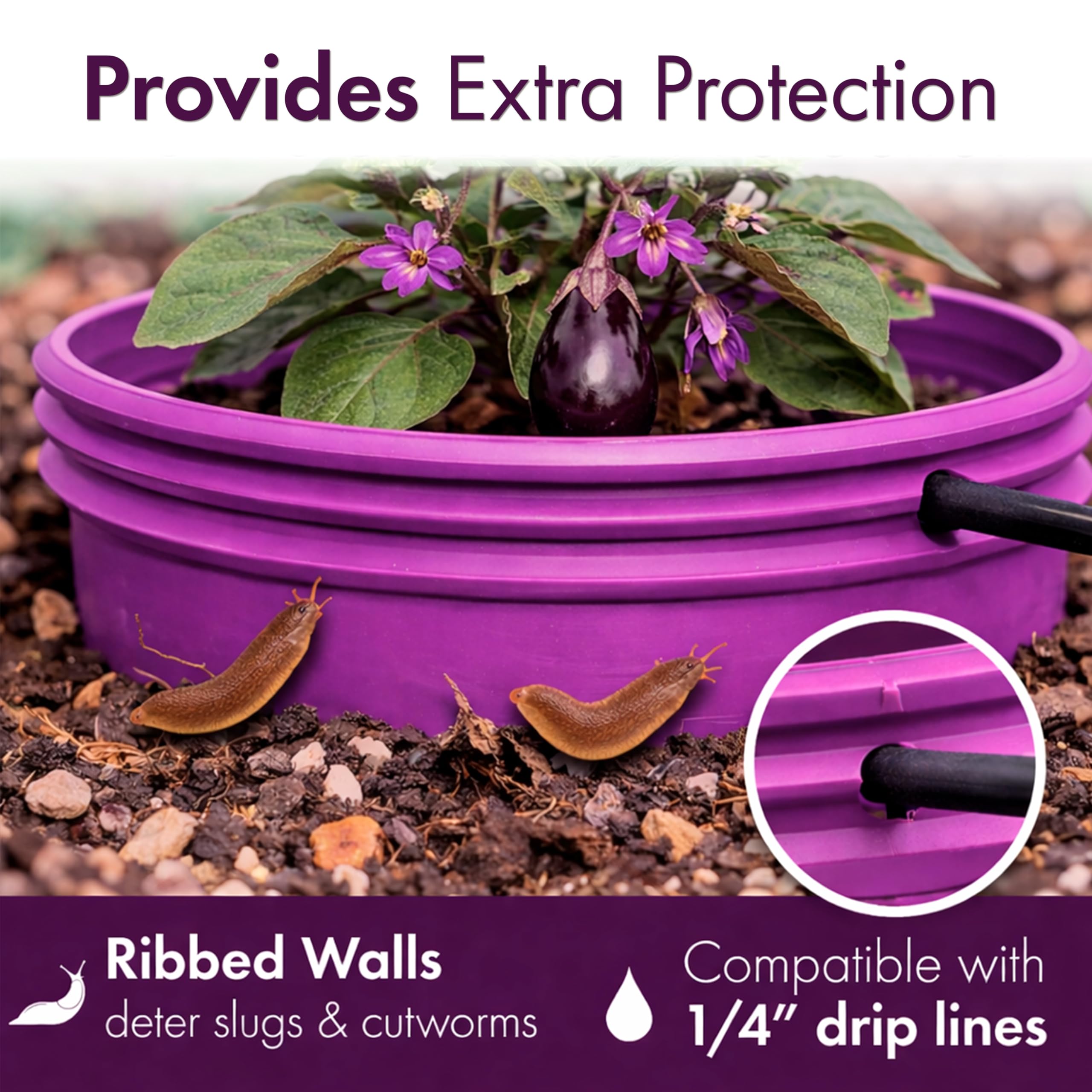Rooted Promise ring next to a hand for scale demonstrating compact size and garden control