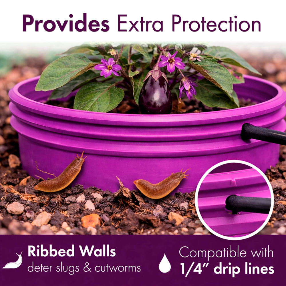 Rooted Promise ring next to a hand for scale demonstrating compact size and garden control