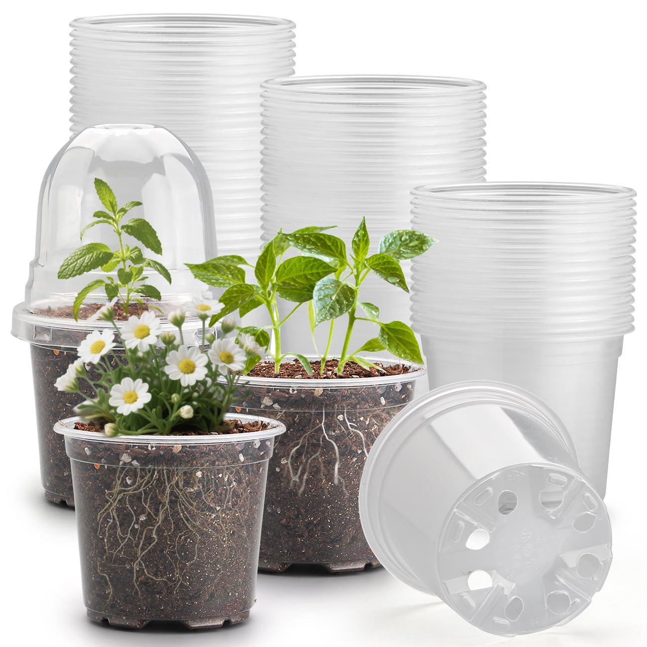 RooTrimmer front packaging showing 60 clear pots and lids for easy seed starting