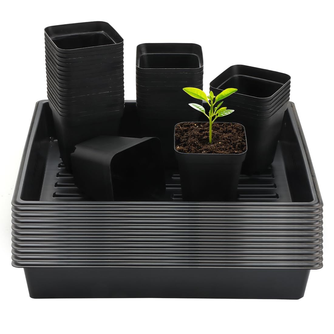 RooTrimmer front view showing full tray and pots, easy organized propagation