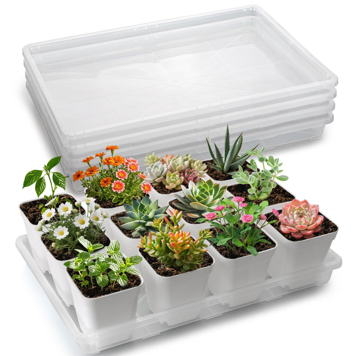 RooTrimmer front pack of five clear seed starter trays showing compact storage benefit
