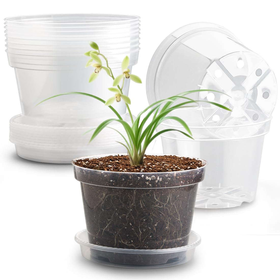 RooTrimmer front view clear pot with saucer showing tidy appearance and easy watering