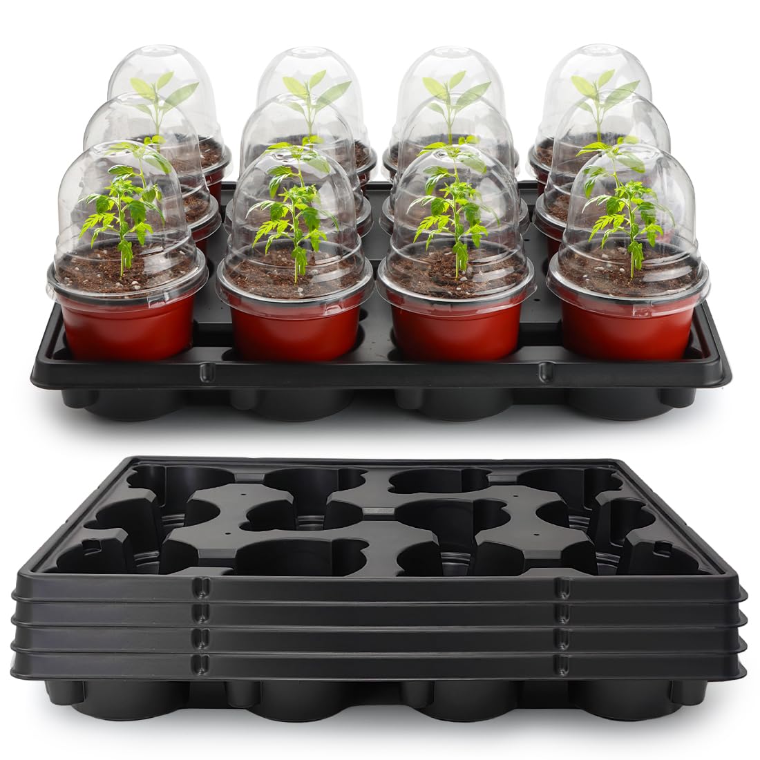 RooTrimmer front view of tray with 12 pots showing organized transport benefit
