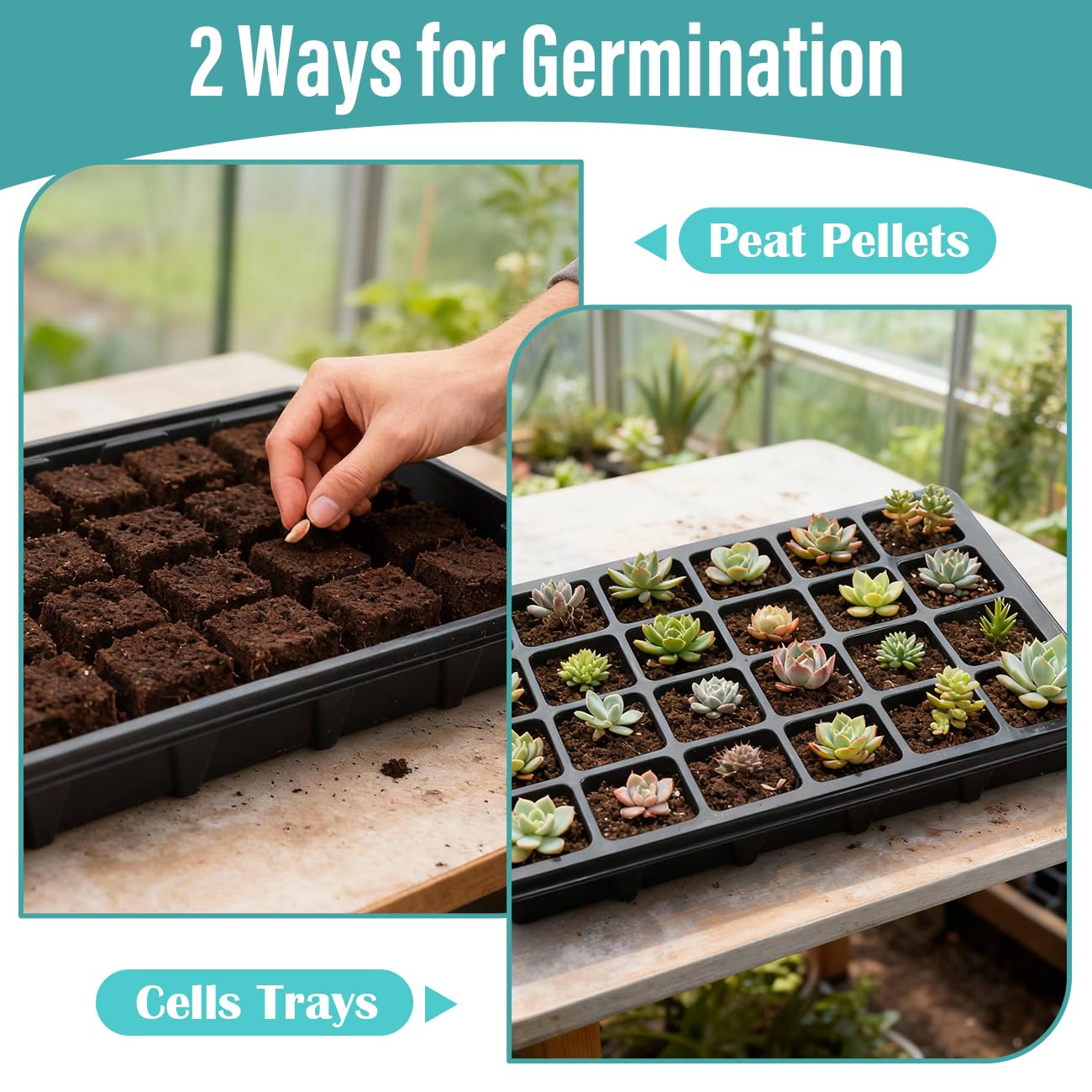 RooTrimmer trays on greenhouse bench filled with seedlings ready for transplanting