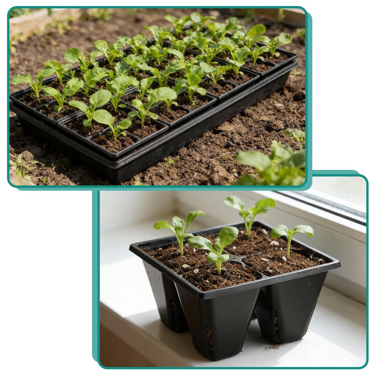 RooTrimmer greenhouse scene with trays in use for scalable seed starting