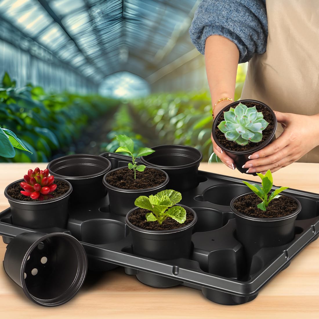 RooTrimmer pots and trays arranged on greenhouse bench illustrating propagation workflow benefit