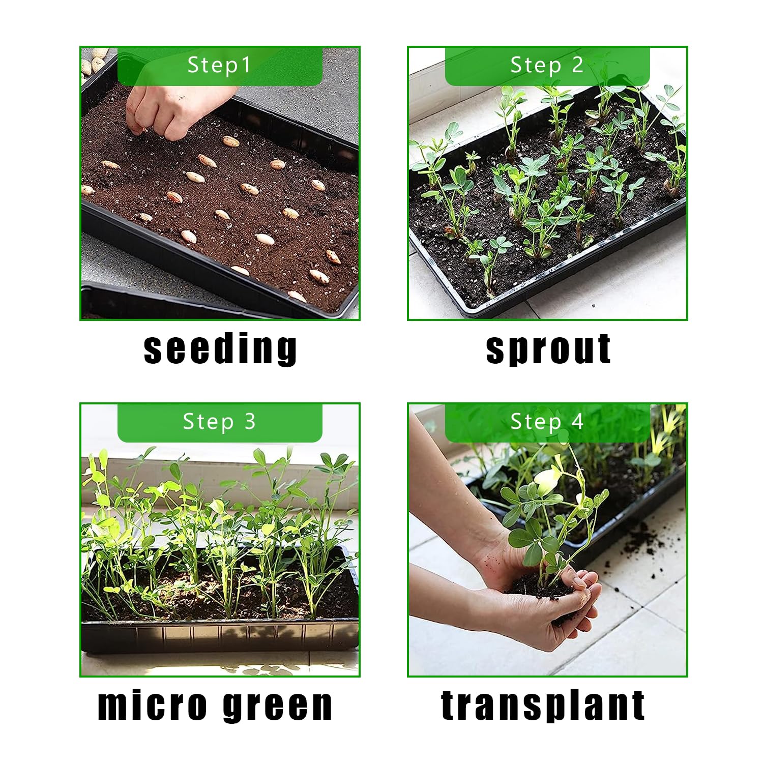 RooTrimmer microgreens growing in no-hole tray for controlled moisture