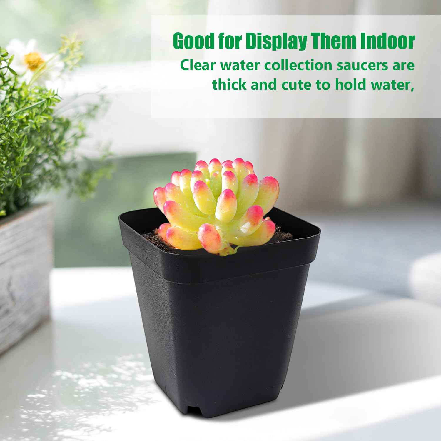 RooTrimmer small succulents grown in pots showing tidy presentation benefit