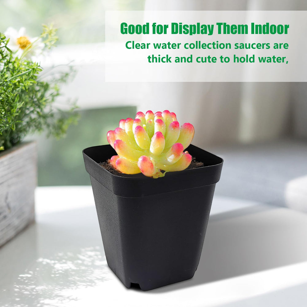 RooTrimmer small succulents grown in pots showing tidy presentation benefit