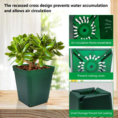 RooTrimmer pot in use with a succulent demonstrating transplant-ready depth and stability