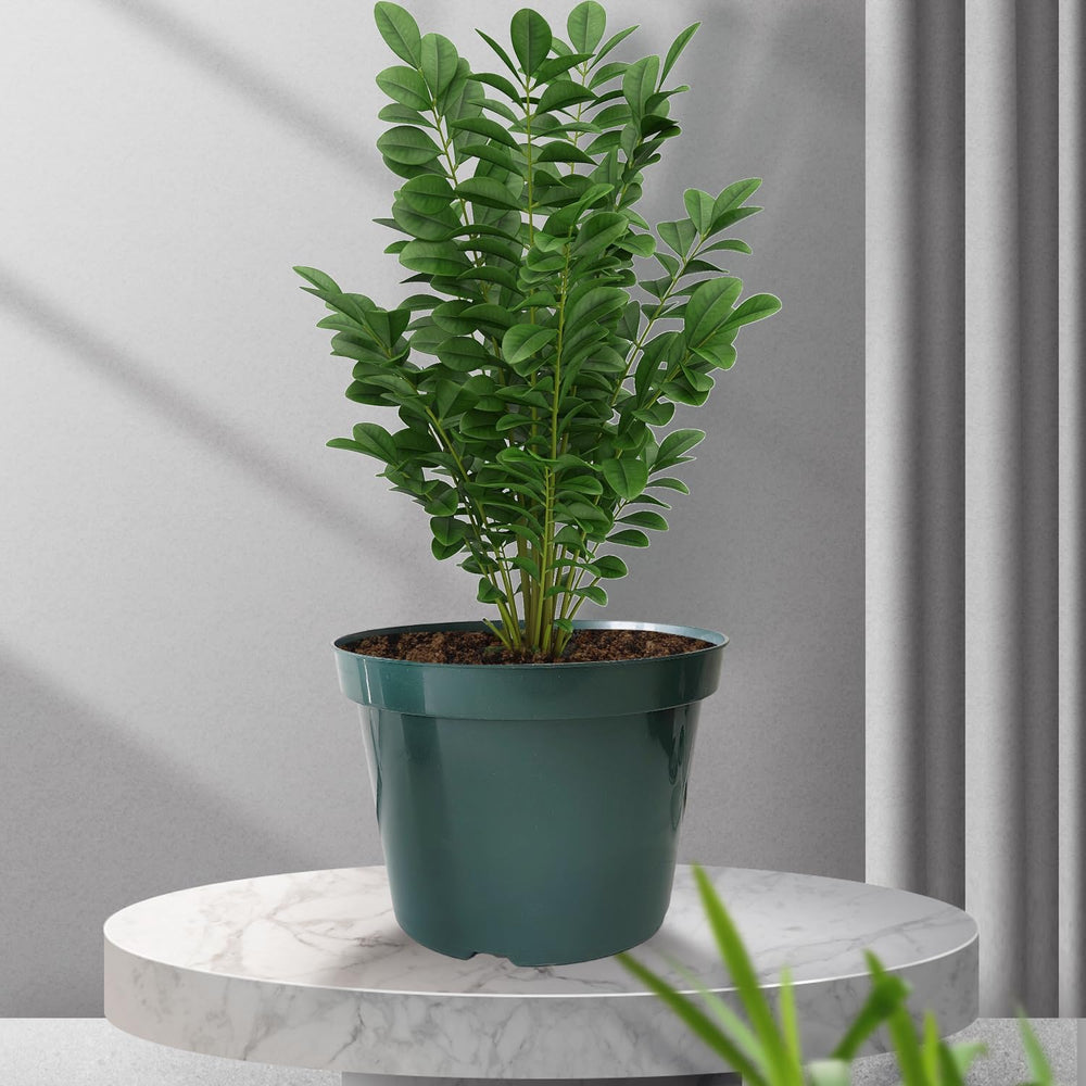 RooTrimmer pots in use with herbs demonstrating easy planting and space-saving benefits