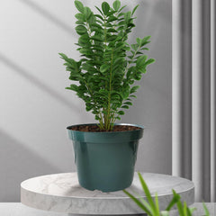 RooTrimmer pots in use with herbs demonstrating easy planting and space-saving benefits
