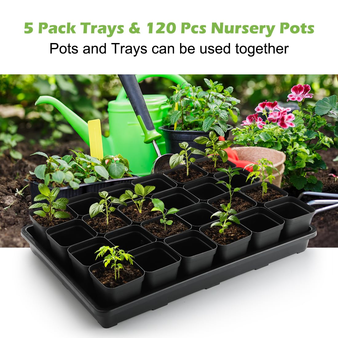 RooTrimmer trays with young seedlings, demonstrating healthy spacing