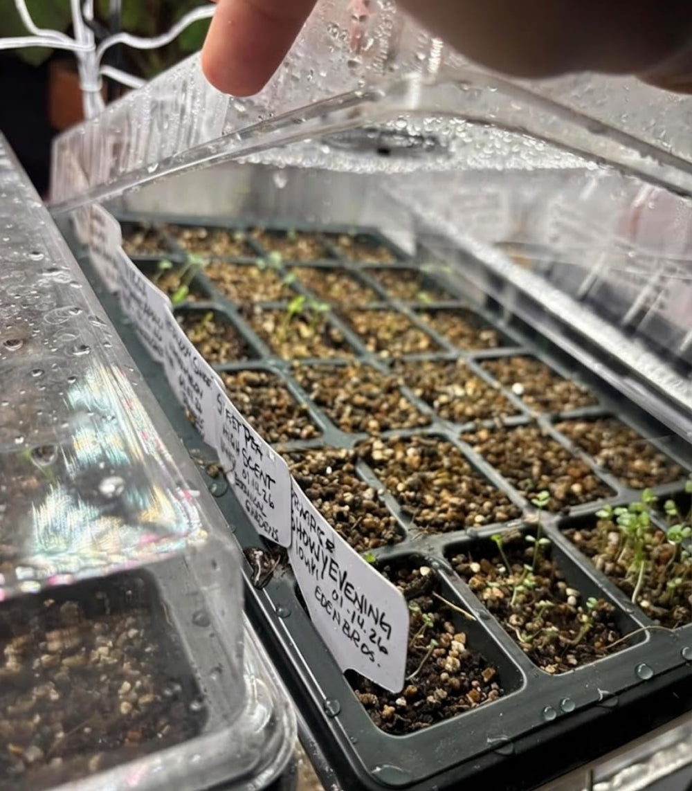 RooTrimmer seedling tray under dome illustrating clear visibility and consistent humidity