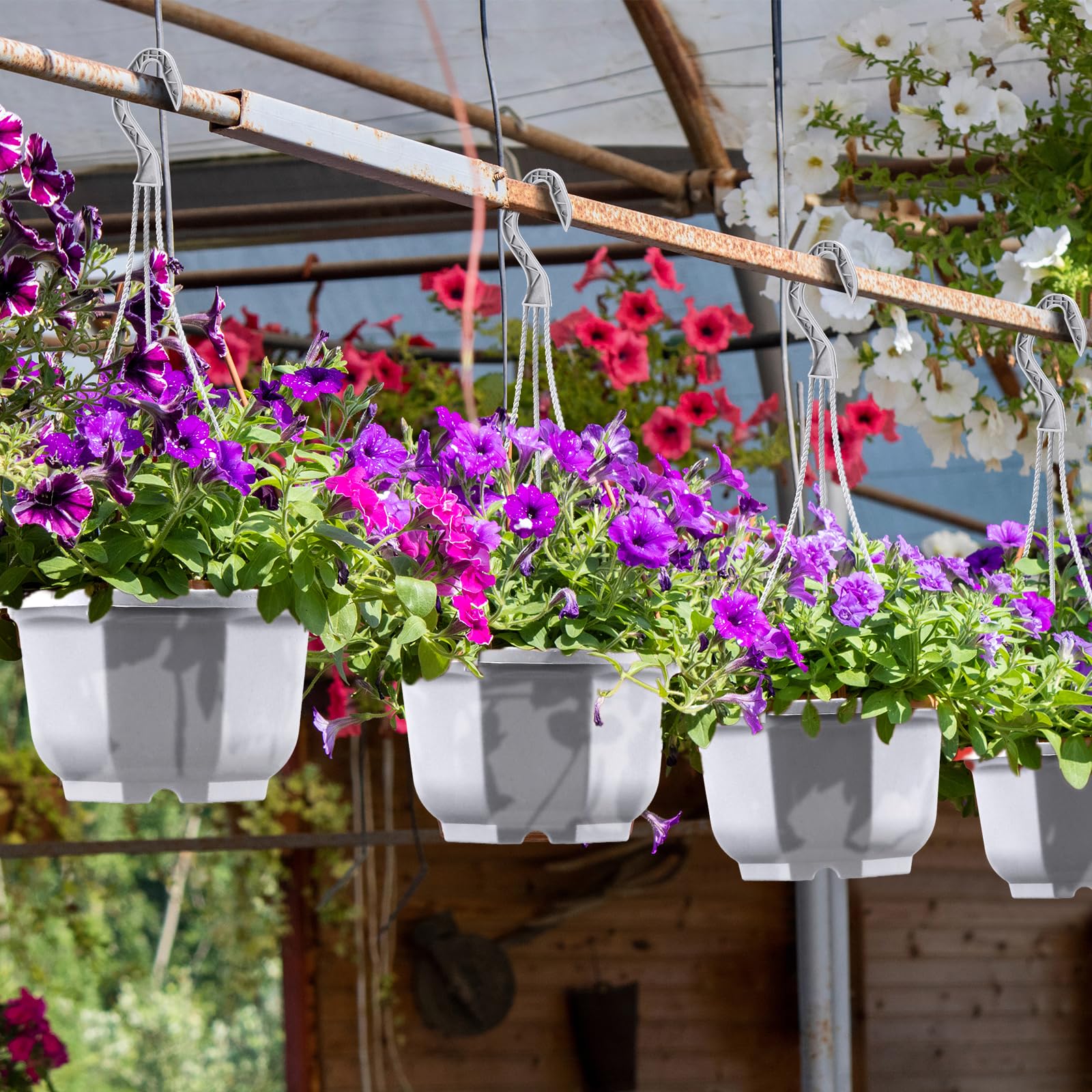Roshtia pots hanging from balcony rail creating vertical garden and saving space