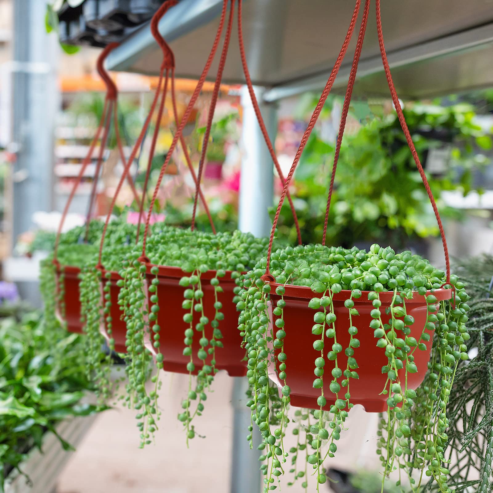 Roshtia planted pots on a balcony creating space-saving greenery