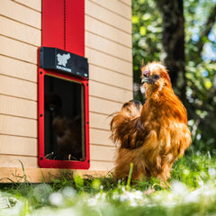 RUN-CHICKEN T50 sensor and latch close-up demonstrating anti-pinch safety
