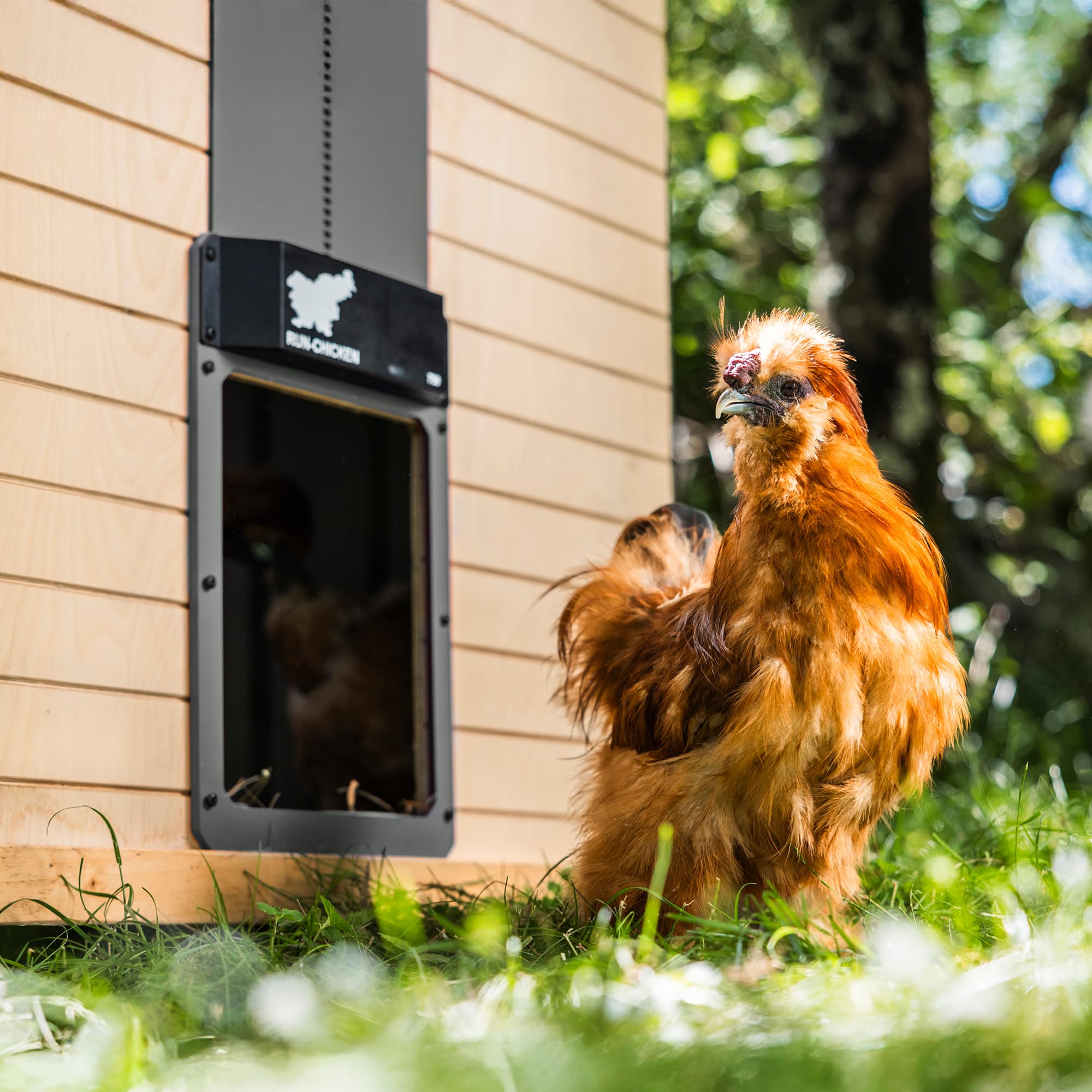 RUN-CHICKEN door in mid-open with chickens using it for automated convenience