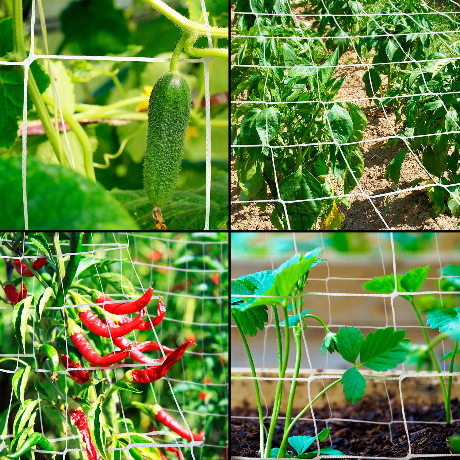 Rural365 outdoor garden scenario holding cucumbers and beans off the soil