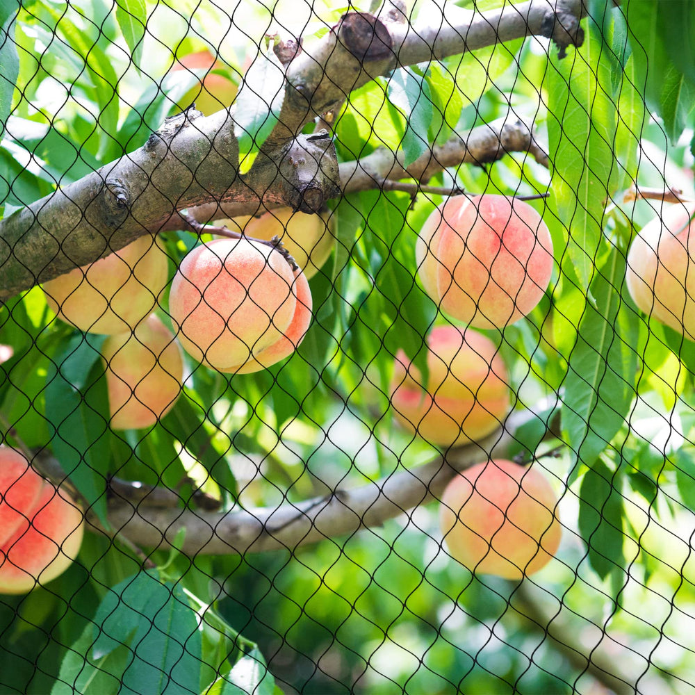 RYHBETH net over garden fruit bed protecting crops from birds
