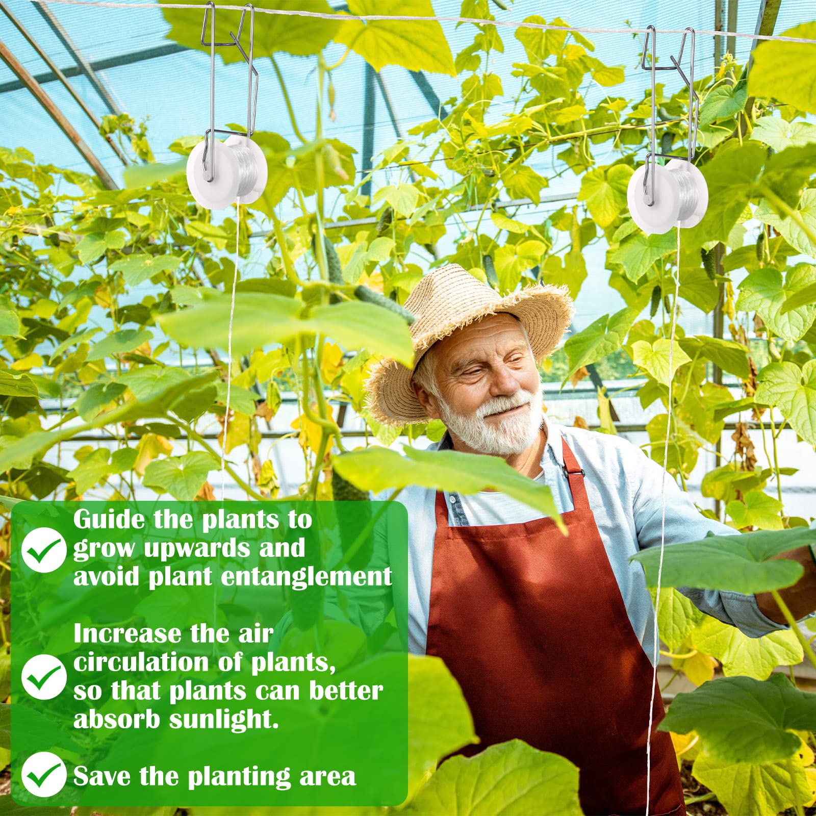 Sadnyy tomato vine supported by hooks showing improved airflow and easier harvest