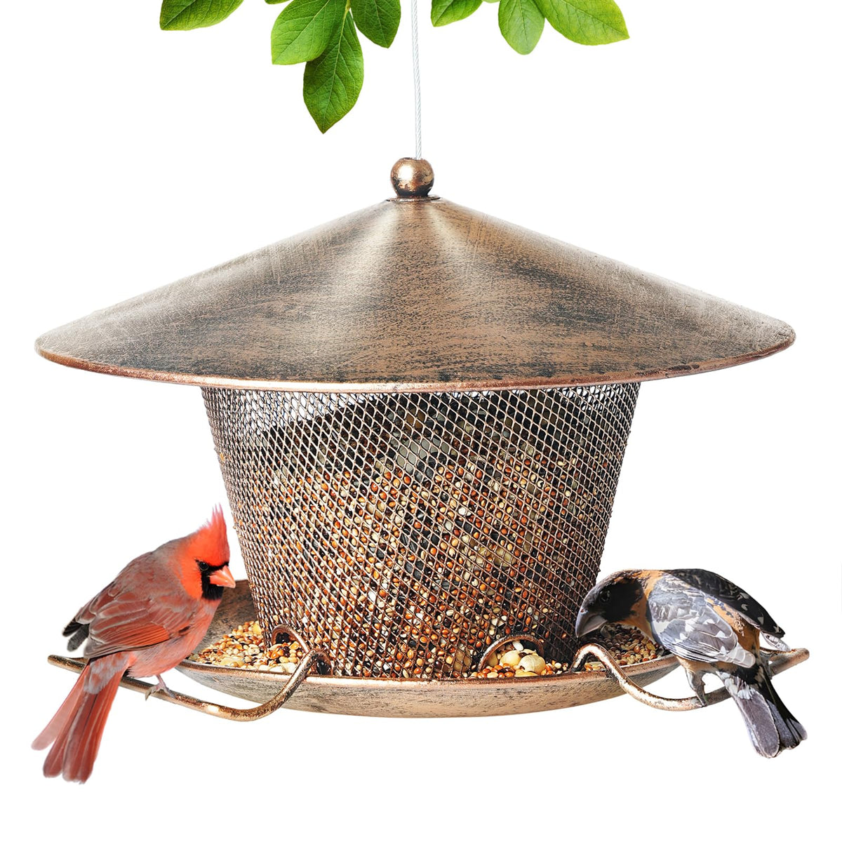Samhe front view showing sturdy metal feeder protecting seeds