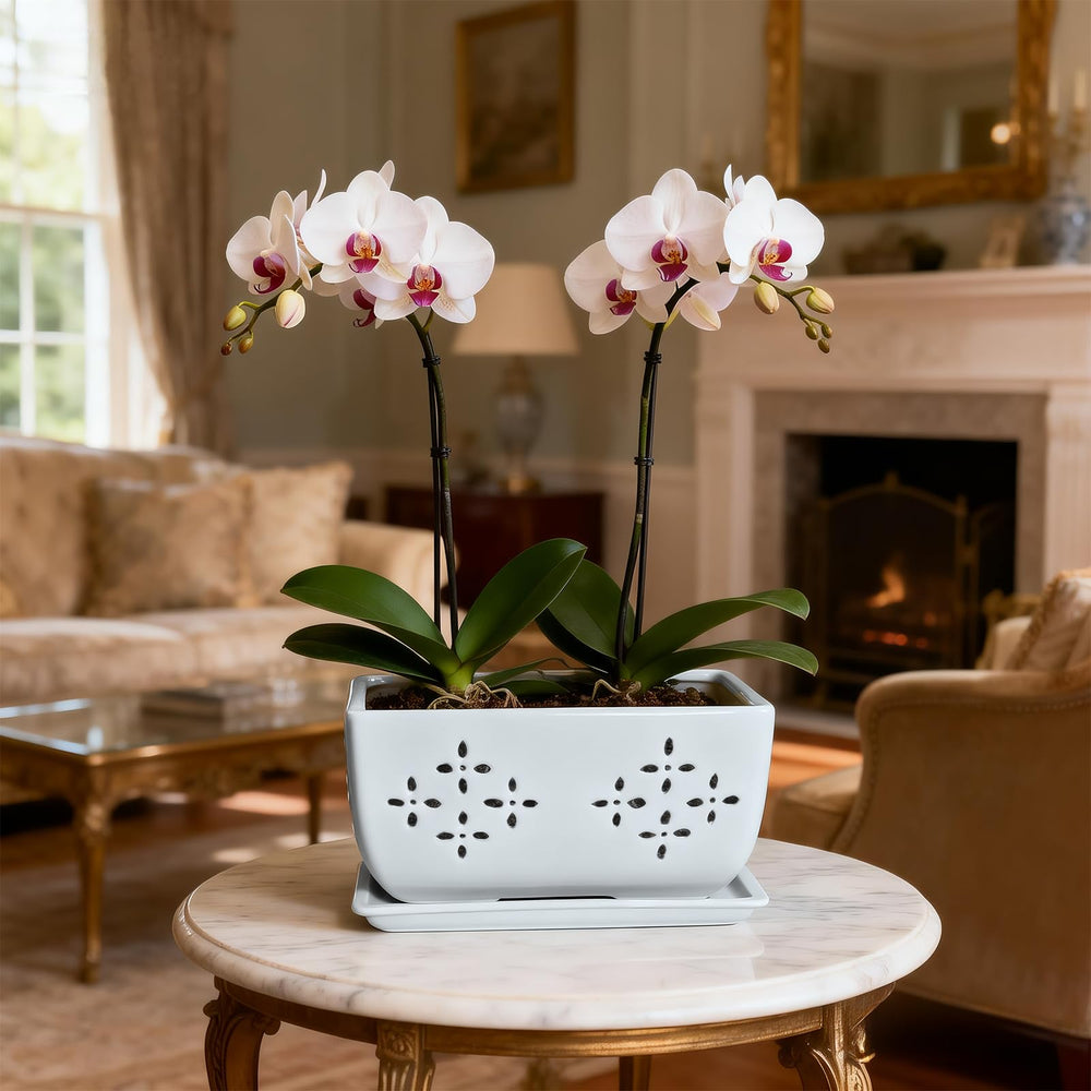 Sanmudecor planted orchid in pot showing how roots have room to develop