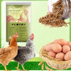 SANSECT mealworms in feeder with chickens eating, encouraging healthy intake