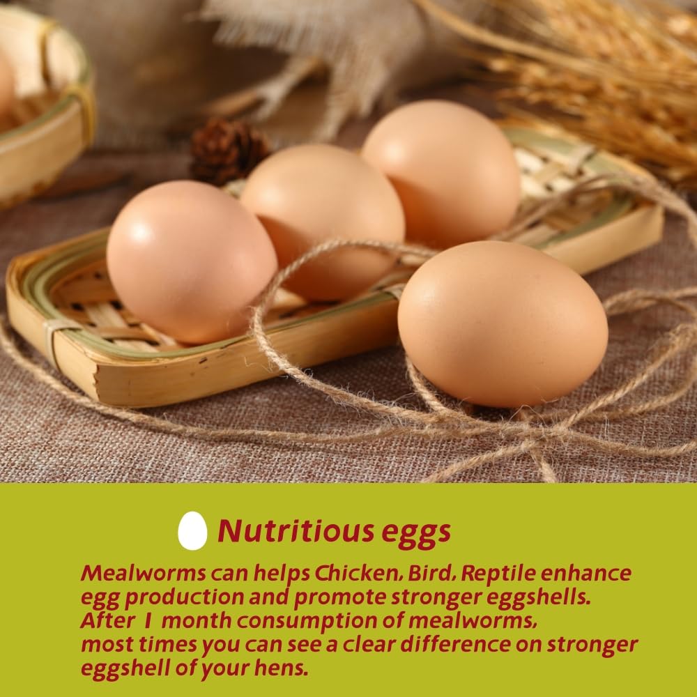SANSECT mealworms being offered to chickens showing enrichment and feeding
