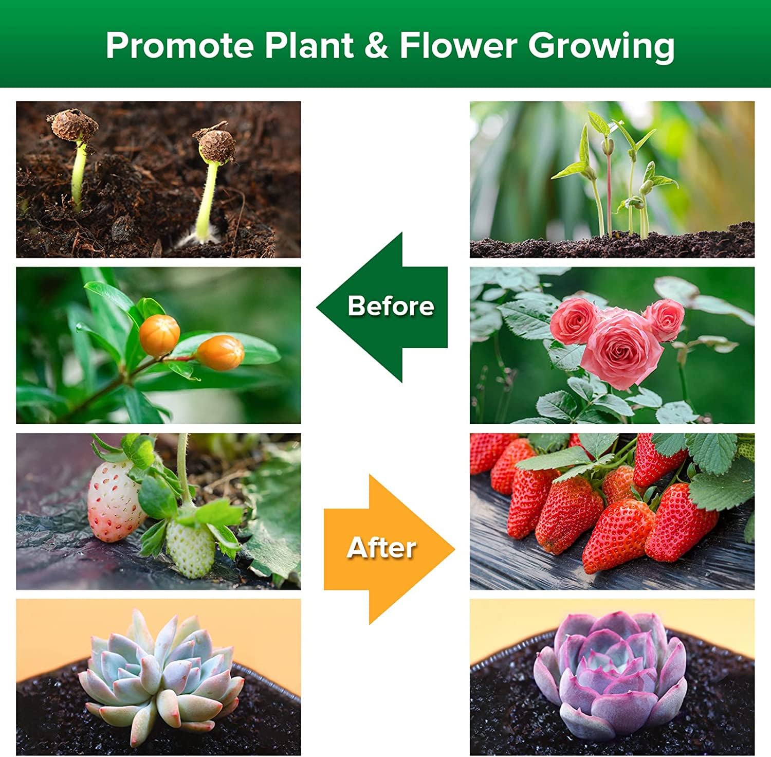Indoor seedlings growing under SANSI bulbs demonstrating balanced full-spectrum light benefits
