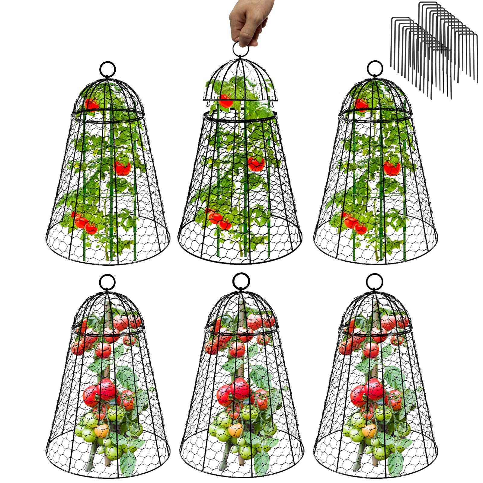 Sapbontchi front view of assembled cloche protecting plant, showing clear protection