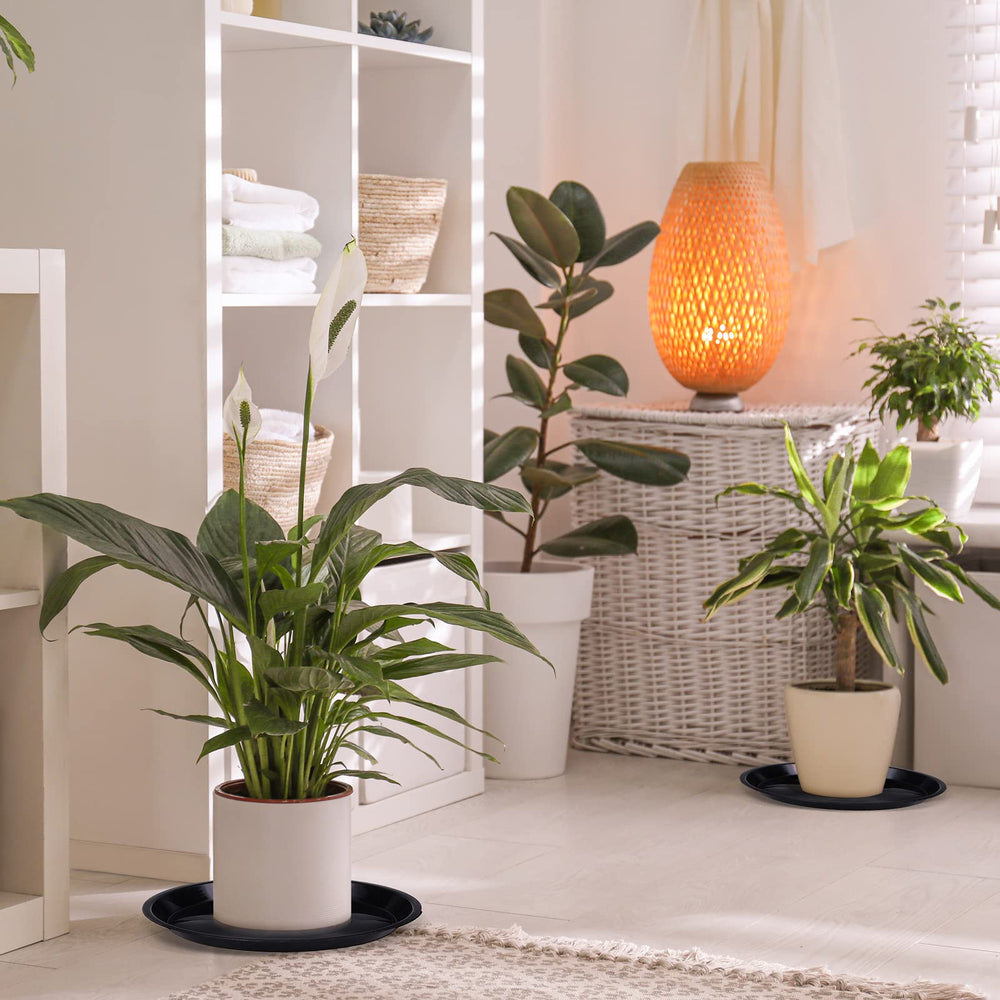 Sawysine saucer under indoor plant protecting floor from leaks and stains