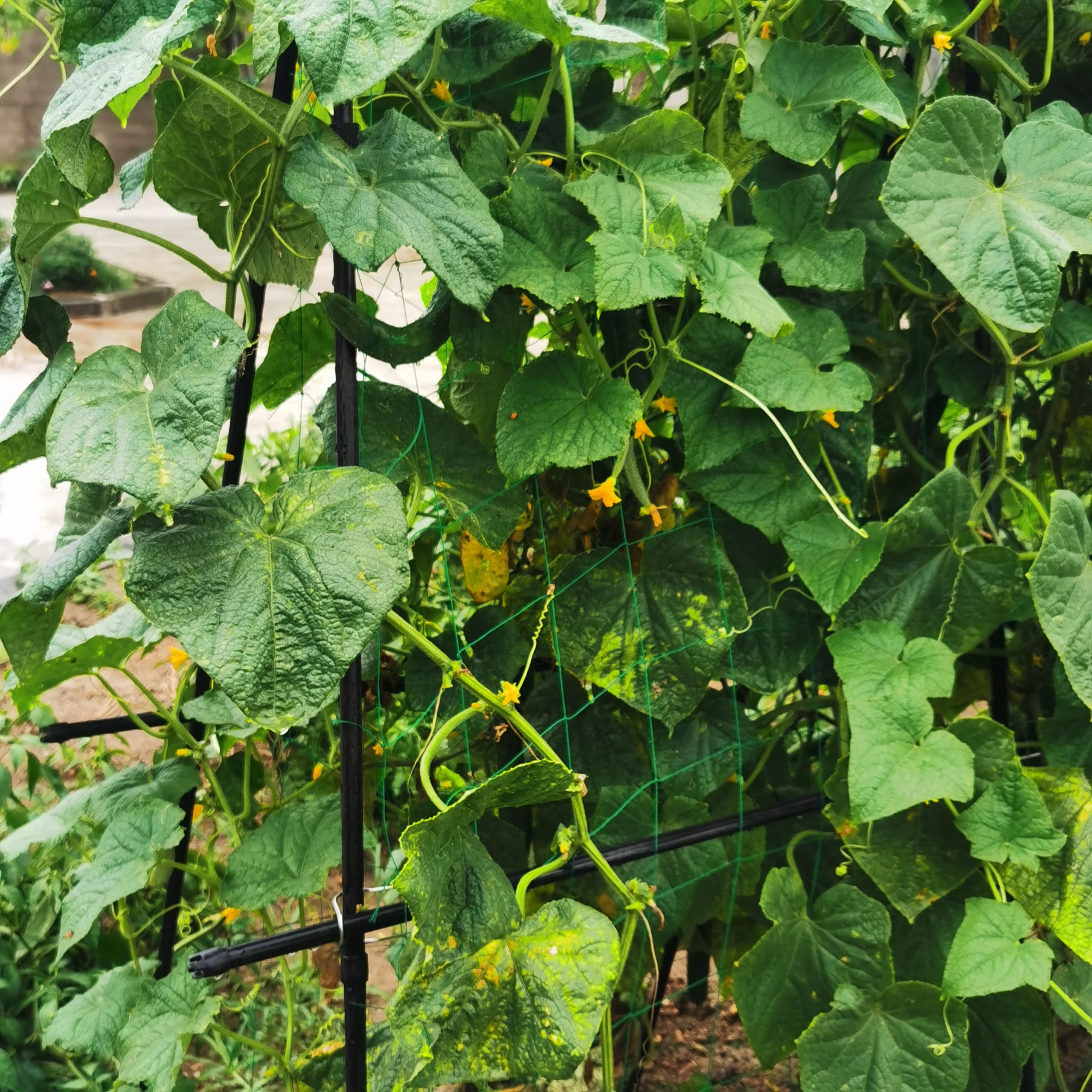 SCENDOR trellis installed in raised bed supporting climbing cucumbers to maximize yield