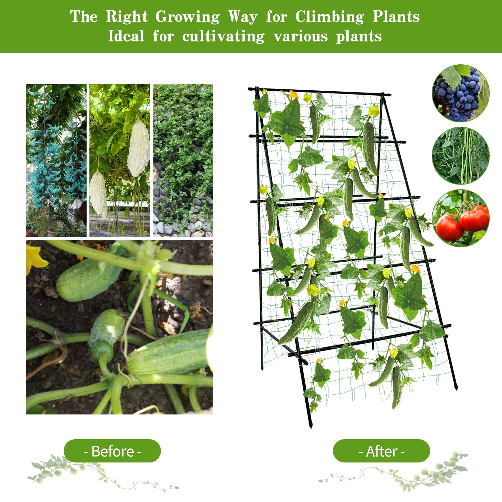 SCENDOR trellis next to person to show height and scale for planning garden layout