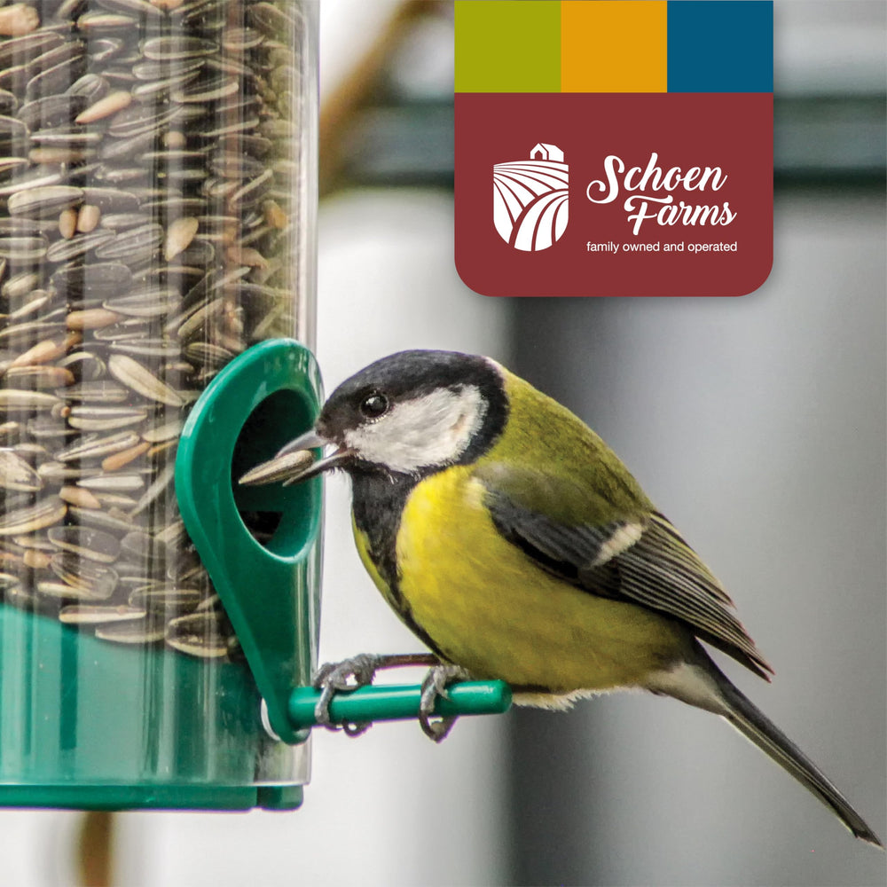 Schoen Farms backyard feeding scene inviting colorful bird visits