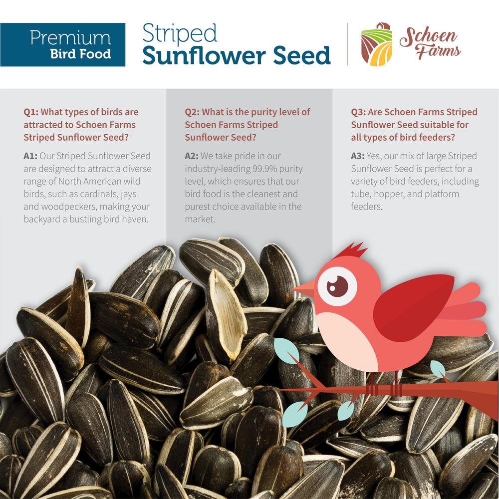 Schoen Farms cardinal feeding on striped sunflower seed up close