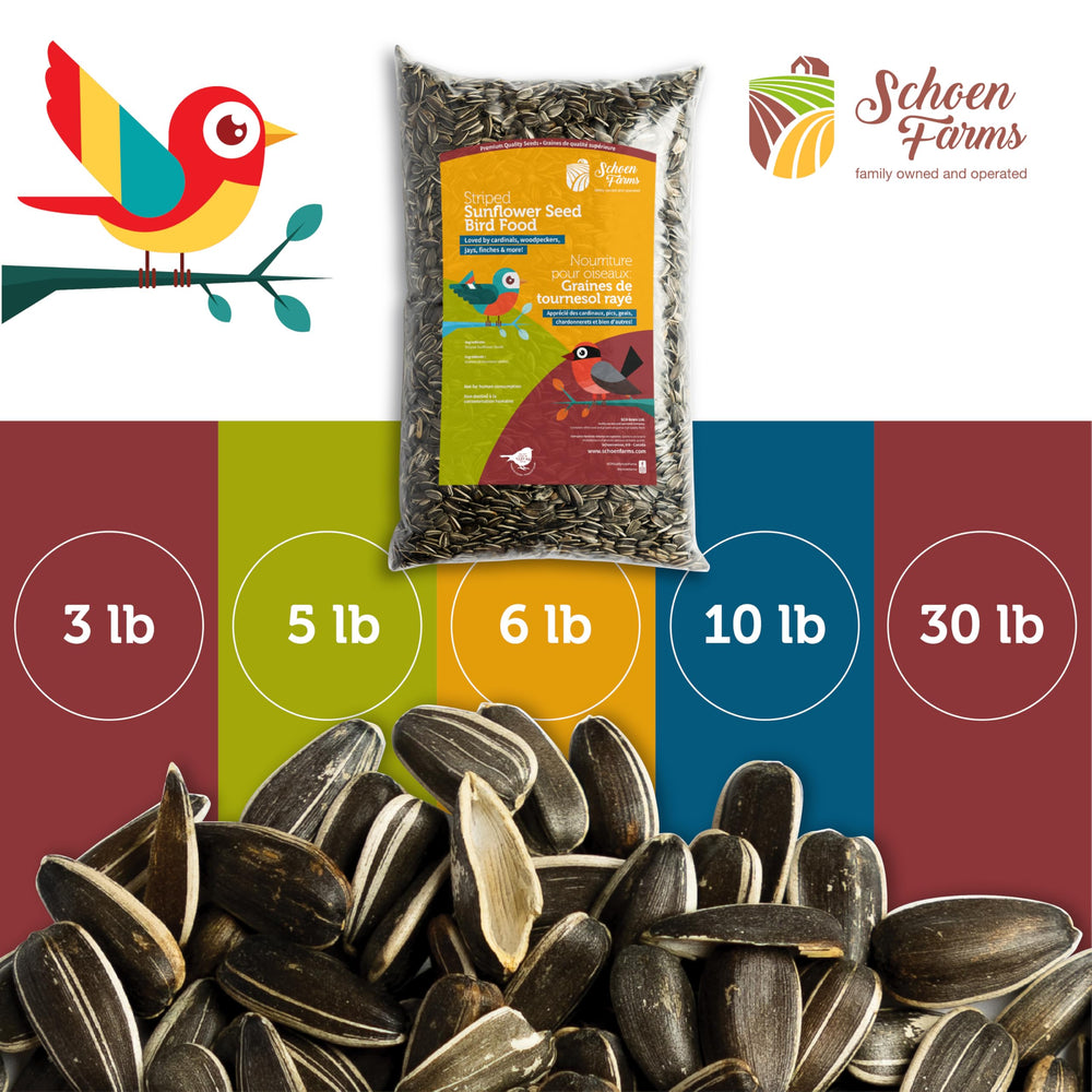 Schoen Farms seed size compared in hand illustrating jumbo kernels