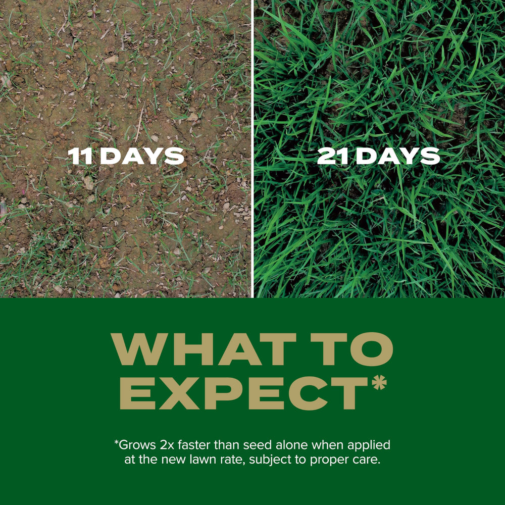 New grass sprouts from Scotts Southern Gold in soil demonstrating germination
