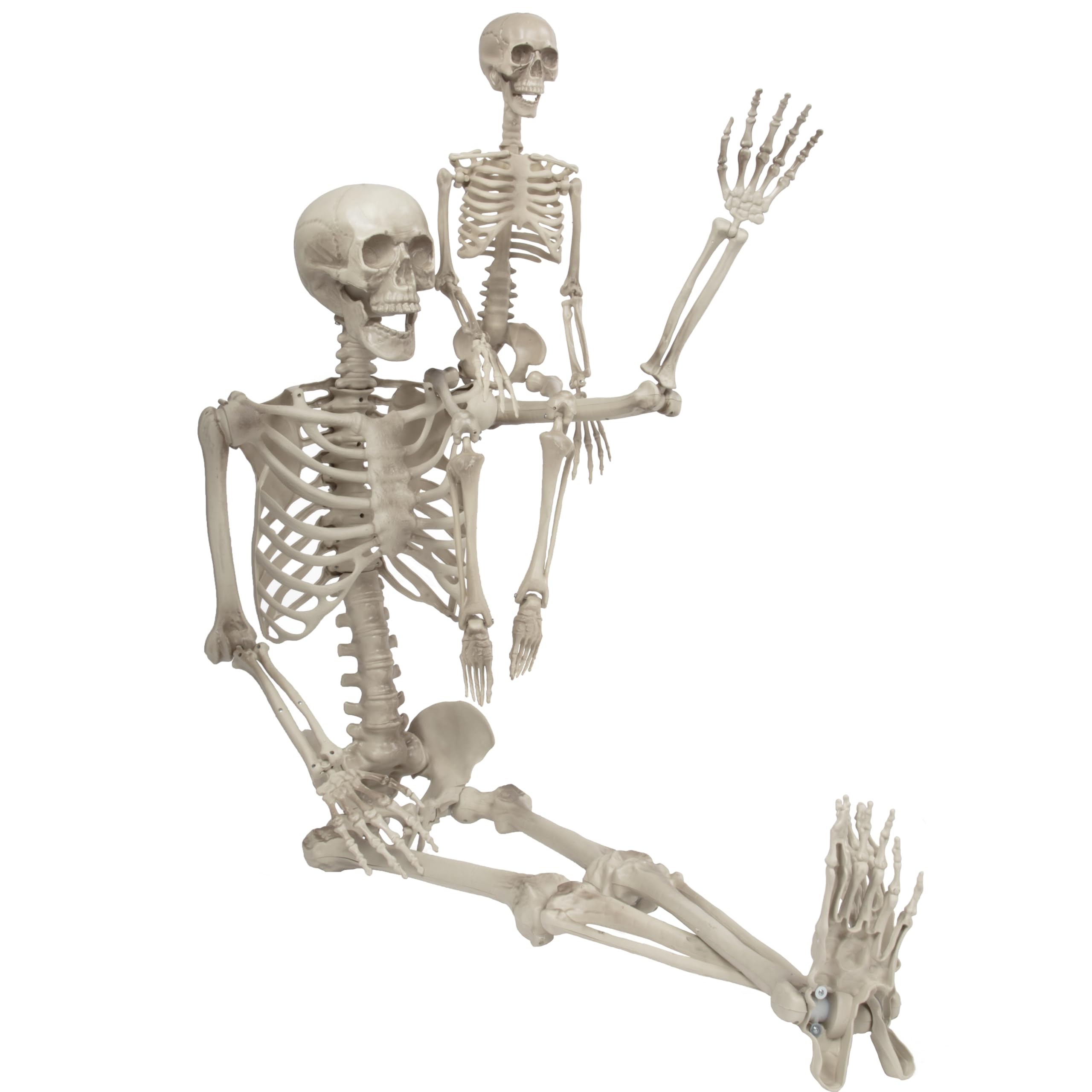 SCS Direct adult skeleton front view showing realistic anatomy and easy setup
