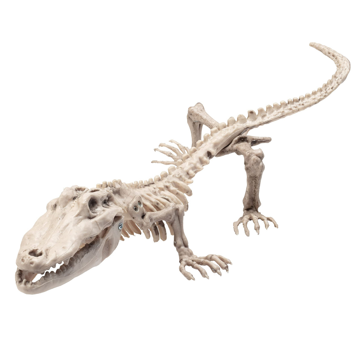 SCS Direct crocodile skeleton front view shows realistic bones and dramatic benefit