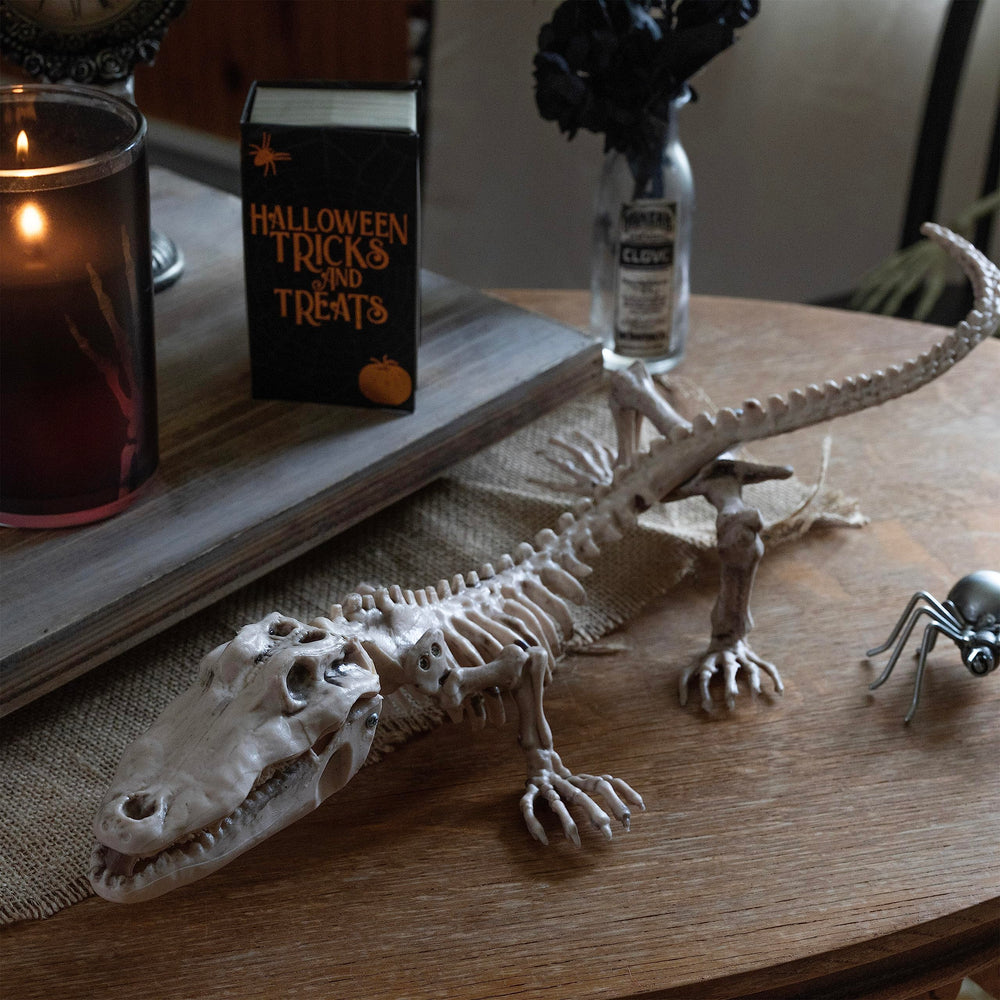 SCS Direct crocodile skeleton next to ruler scale comparison for size and portability