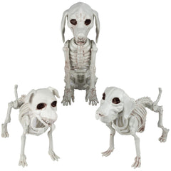 SCS Direct front view of dog skeleton showing lifelike pose and instant Halloween impact