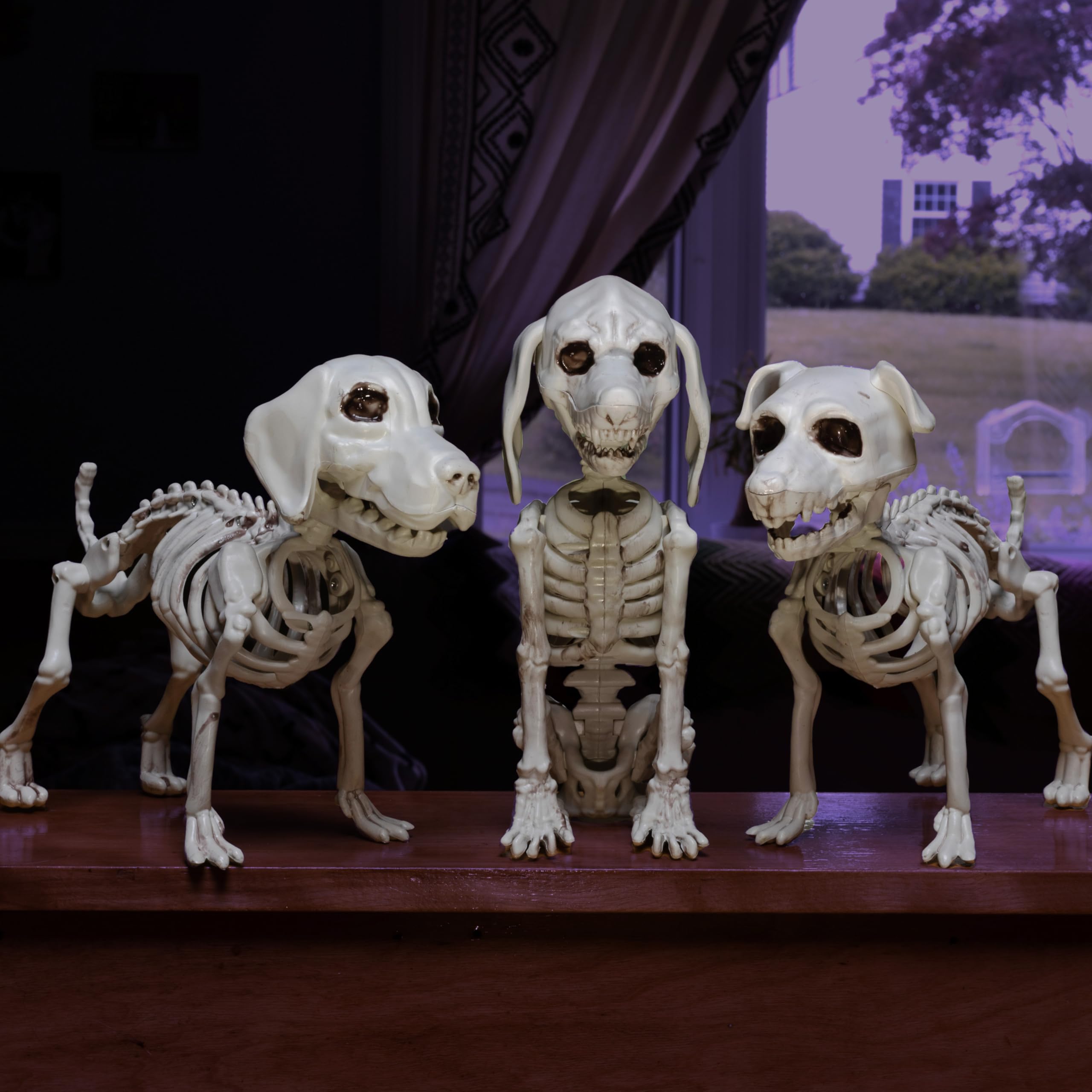 SCS Direct side detail of dog skeleton highlighting realistic bone texture and durability