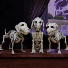 SCS Direct side detail of dog skeleton highlighting realistic bone texture and durability